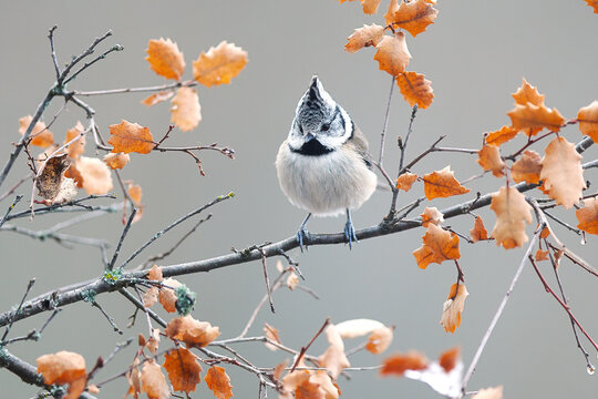 Coal tit perched on autumn branch in natural setting