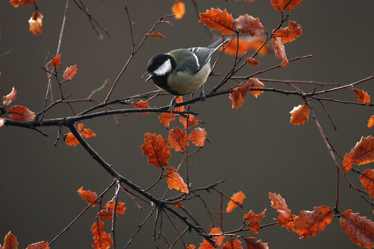 Great tit perched on a branch in autumnal setting