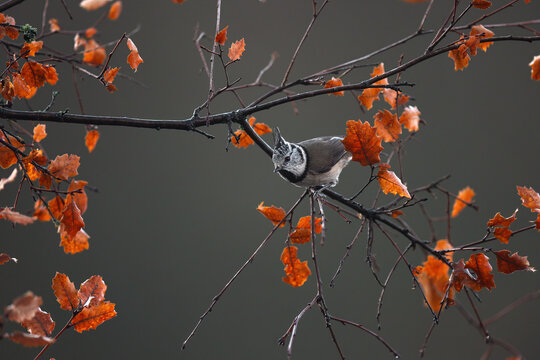 Coal tit perched on autumn branch in Spanish forest