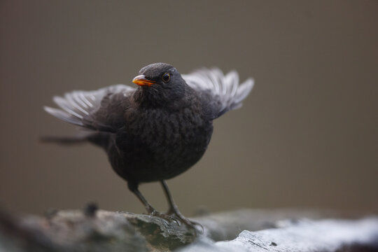 Common blackbird in natural habitat in Spain