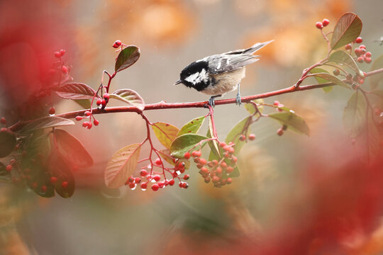 Crested tit on branch with berries in spanish nature