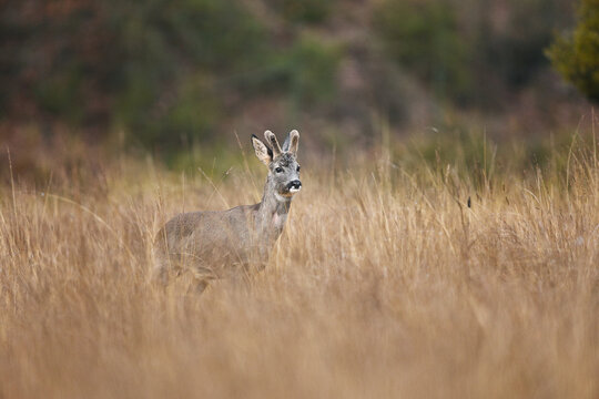 Roe deer standing in wild grass in natural habitat