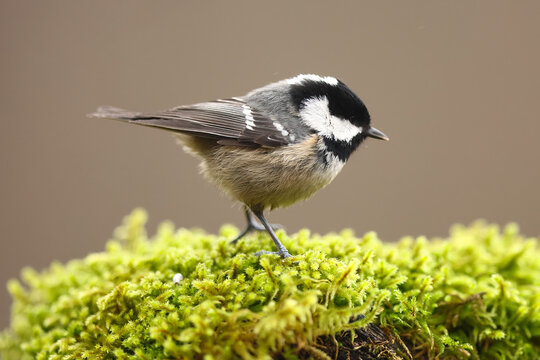 Crested tit perched on mossy branch in natural habitat