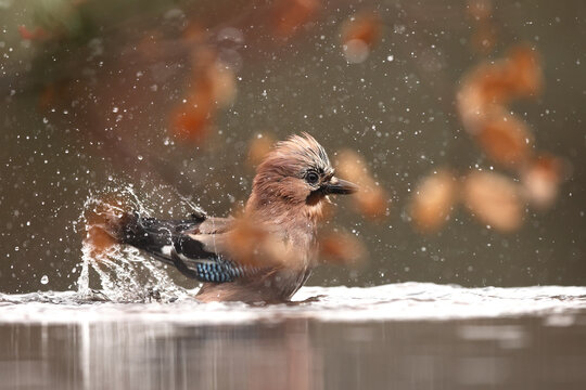 Eurasian jay enjoying water in natural habitat