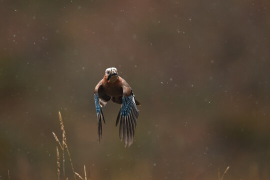 Eurasian jay in flight during a soft rain in spain