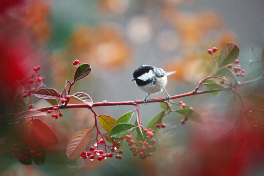 Crested tit perched on a branch in vibrant Spanish nature
