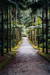 Fototapeta premium Terra Nostra Garden, Sao Miguel Island, Azores – tropical park with geothermal hot springs and lush greenery