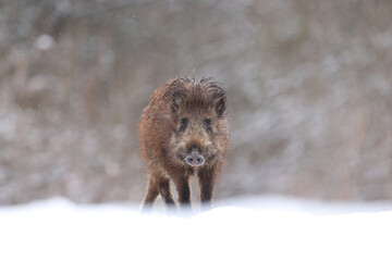 Dzik euroazjatycki, dzik, (Sus scrofa) © Bartosz Rakoczy