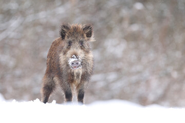 Dzik euroazjatycki, dzik, (Sus scrofa) © Bartosz Rakoczy