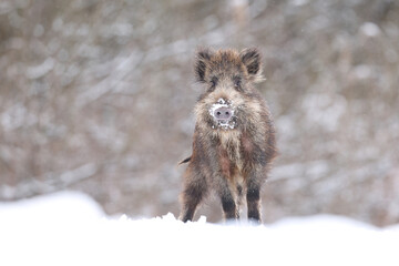 Dzik euroazjatycki, dzik, (Sus scrofa) © Bartosz Rakoczy