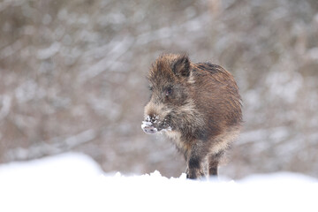 Dzik euroazjatycki, dzik, (Sus scrofa) © Bartosz Rakoczy