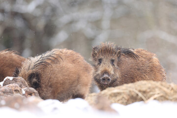 Dzik euroazjatycki, dzik, (Sus scrofa) © Bartosz Rakoczy