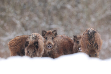 Dzik euroazjatycki, dzik, (Sus scrofa) © Bartosz Rakoczy