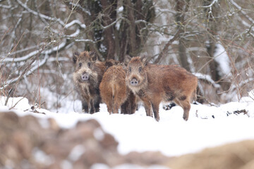 Dzik euroazjatycki, dzik, (Sus scrofa) © Bartosz Rakoczy