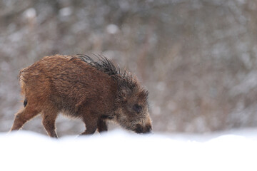 Dzik euroazjatycki, dzik, (Sus scrofa) © Bartosz Rakoczy