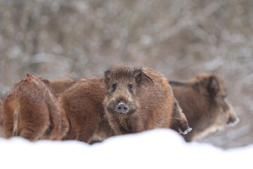 Dzik euroazjatycki, dzik, (Sus scrofa) © Bartosz Rakoczy