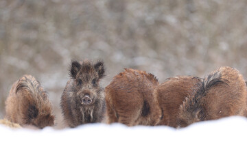 Dzik euroazjatycki, dzik, (Sus scrofa) © Bartosz Rakoczy