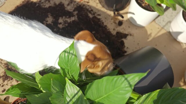 Dog sniffing fallen houseplant near overturned pot and spilled soil. Concept of pet curiosity and planting accident