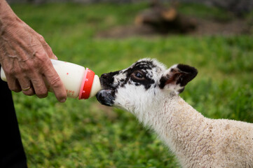 Detailed shot of a thirsty spotted lamb nursing from a baby bottle held by a farmer on a sustainable farm. © Phoscar