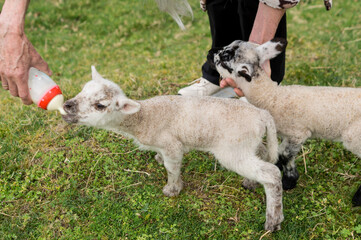 Wide shot of two lambs waiting their turn to be bottle-fed by a shepherd in a green field during spring. © Phoscar