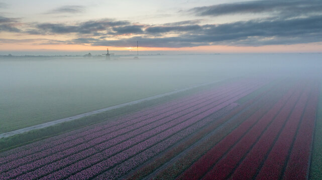 Aerial view of vibrant tulip fields stretch into a misty horizon, partially obscuring a distant windmill, Ursem, Noord-Holland, Netherlands.