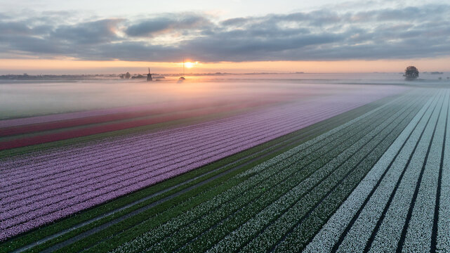 Aerial view of tulip fields striped with purple, pink, red, and white under a blanket of fog, with the soft glow of the rising sun, Ursem, Noord-Holland, Netherlands.
