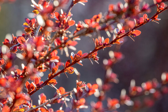 Fresh pirple leaves of Japanese barberry, Berberis thunbergii 