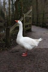 Fototapeta premium White goose standing on a muddy woodland path beside a rustic wooden footbridge, with soft natural light and shallow depth of field. 