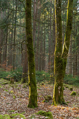 Obraz premium Image of a forest in spring. Black Forest in Germany.