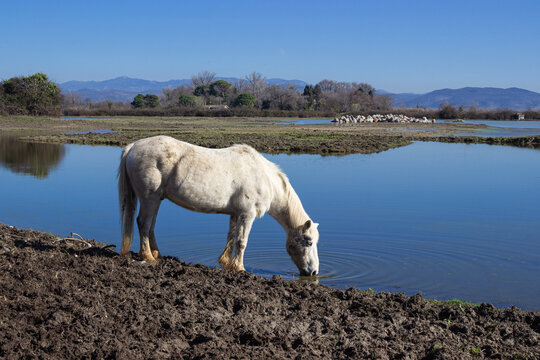 A white horse drinking at the edge of a natural wetland in Isola della Cona, Italy. Peaceful wildlife scene with calm water, vegetation and distant mountains, captured in natural light.