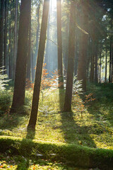 Obraz premium Image of a forest in spring. Black Forest in Germany.