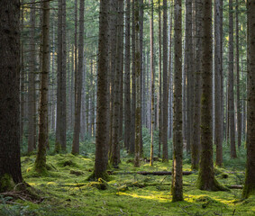 Fototapeta premium Image of a forest in spring. Black Forest in Germany.