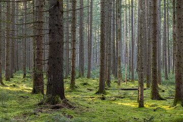 Obraz premium Image of a forest in spring. Black Forest in Germany.