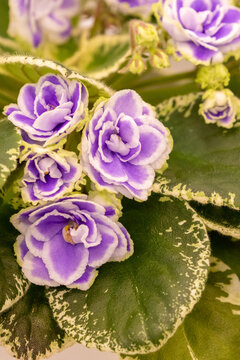 Tiny light pirple double flowers of an African violets with white margins, also known as saintpaulia