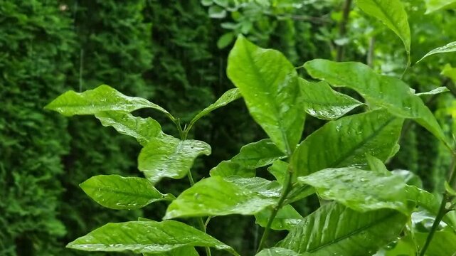 Rainy summer garden: green leaves in constant downpour. A static, vertical close-up of lush green citrus leaves. Constant summer rain falls, soaking the foliage as a moderate breeze moves the leaves.
