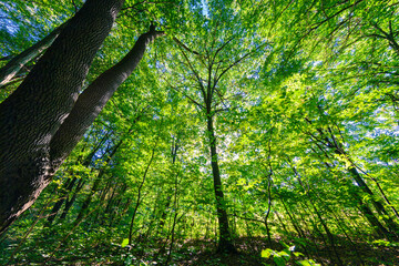 Fototapeta premium BOSQUE VERDE