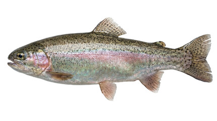 Fototapeta premium A rainbow trout fish on transparent background