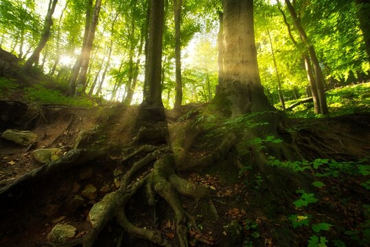 BOSQUE VERDE
