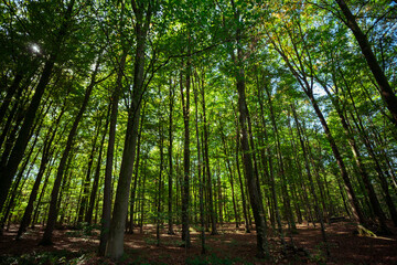 Fototapeta premium BOSQUE VERDE