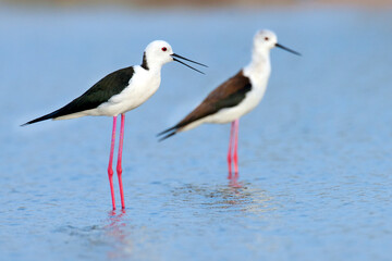 Two Black winged Stilts with long pink legs wading in blue water, one with an open beak in a natural wetland. © fornax