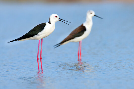 Two Black winged Stilts with long pink legs wading in blue water, one with an open beak in a natural wetland.