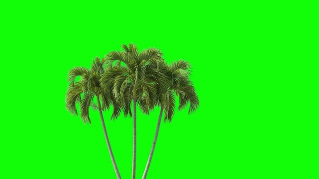 Tropical Coconut Palm Trees Group Swaying on Chroma Key Green Screen Background for Summer VFX Design