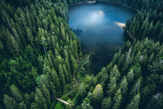 BOSQUE VERDE