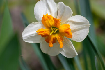 Fototapeta premium Narcissus Orangery split-corona narcissus flower blooming in spring garden with soft natural light