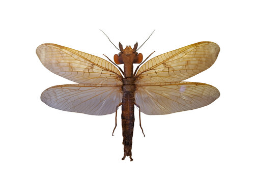 A male dobsonfly is displayed with open wings, showcasing its unique features. The insect is isolated for research purposes. Close examination reveals details of its anatomy and structure.