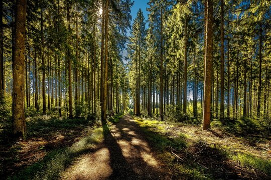 BOSQUE VERDE