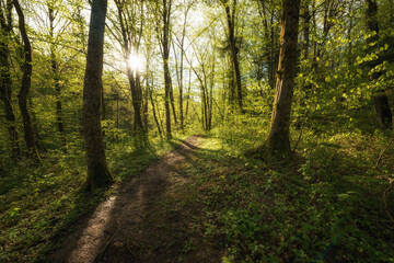 Obraz premium BOSQUE VERDE