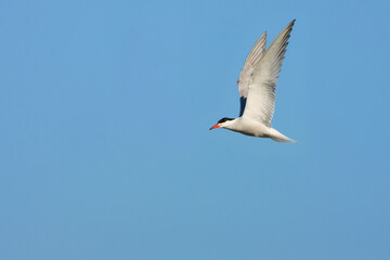 Fototapeta premium flying common tern