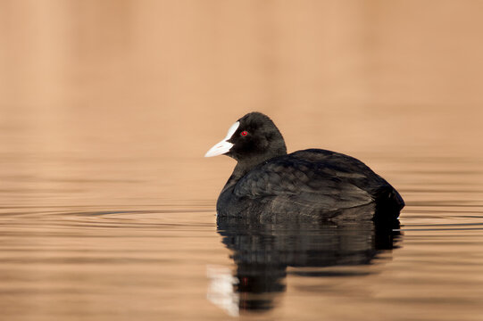 common coot