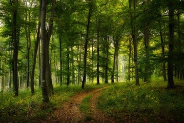 Fototapeta premium BOSQUE VERDE
